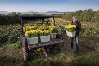 Narcissus and daffodil growers of the Scilly Isles