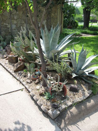 Water-Efficient Garden Full Of Cacti And Succulent Plants
