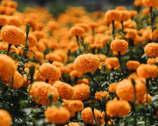 Orange marigolds in the sun