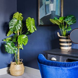 A blue-painted home office with houseplants