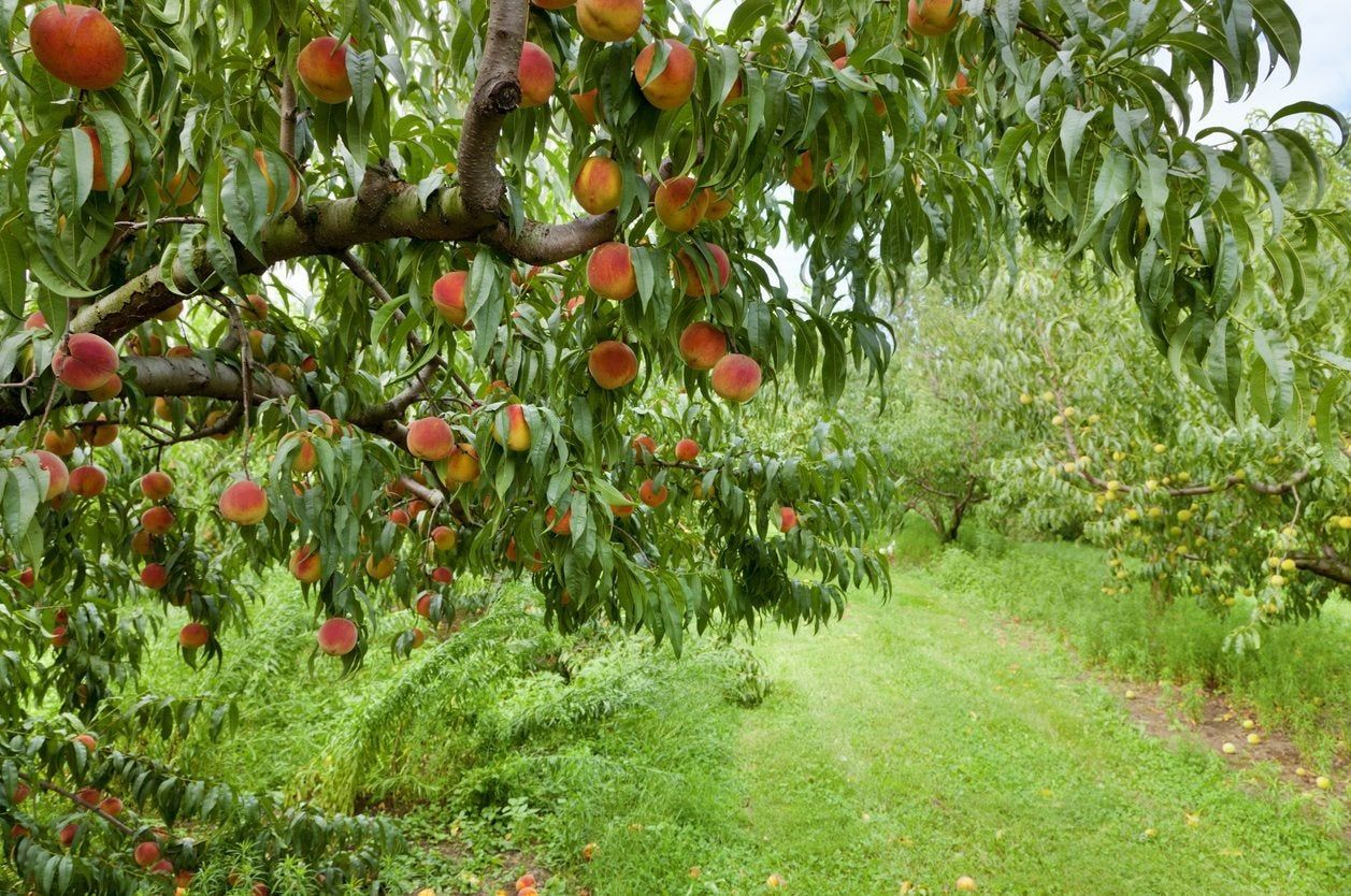 zone 8 fruit tree