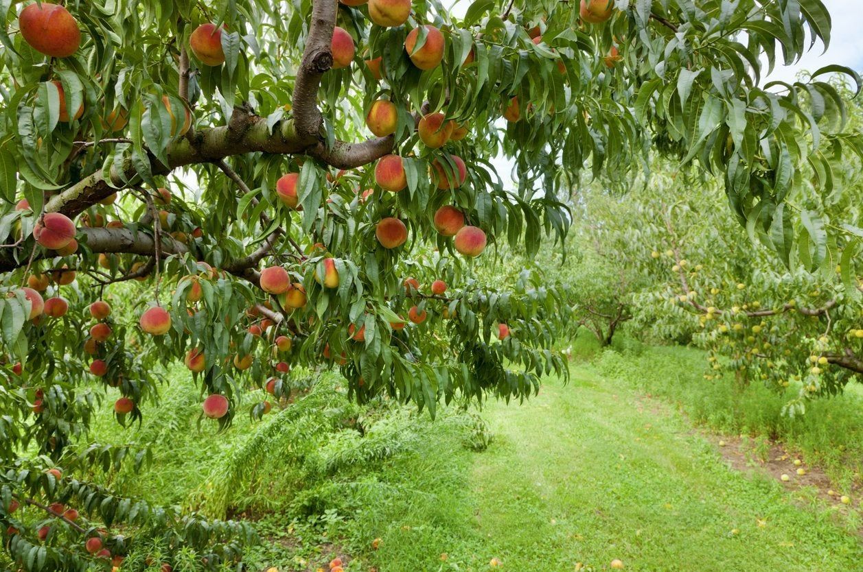 Zone 8 Fruit Trees Learn About Fruit Tree Varieties For Zone 8
