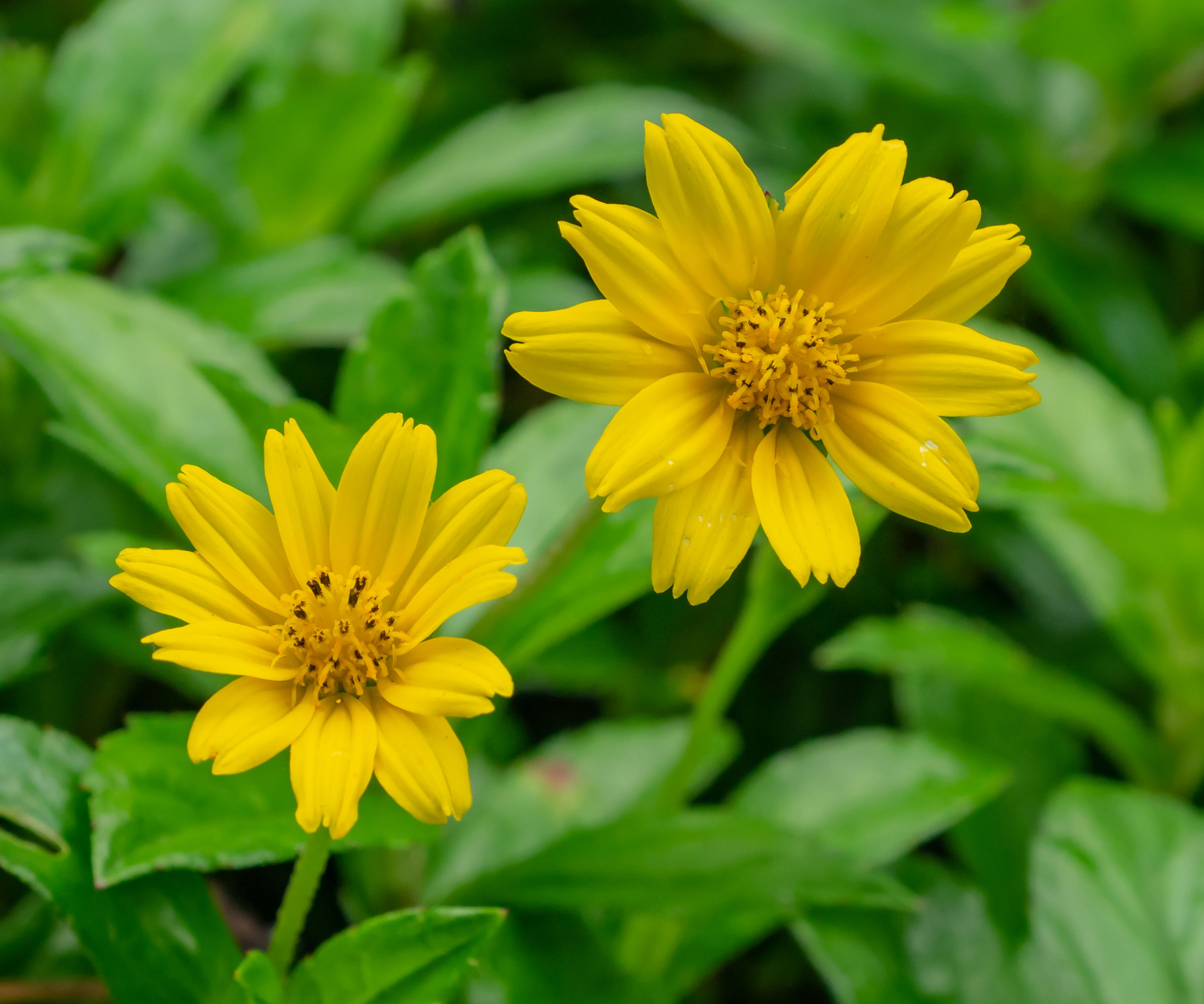 nyjer plants in bloom with yellow flowers
