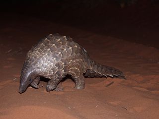 A cape pangolin