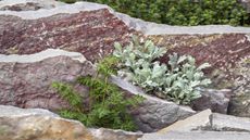 crevice garden, dry garden, rock garden