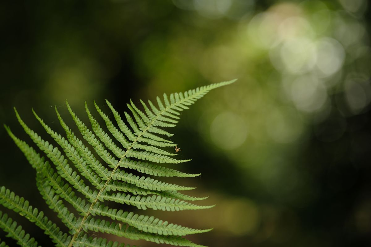 Viltrox AF 90mm F2.2 EVO and Fujifilm XF 90mm f/2 R LM WR lens comparisons: a single fern with dappled light coming through background foliage