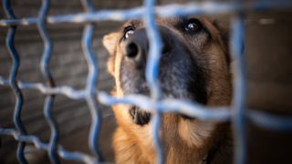 Close up of dog looking out of his cage