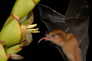 The nectar-feeding bat <em>Lonchophylla robusta</em>, which has a grooved tongue, visits a bromeliad flower.