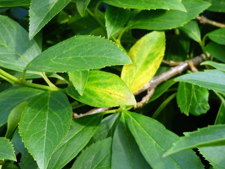 Forsythis Leaves Turning Yellow