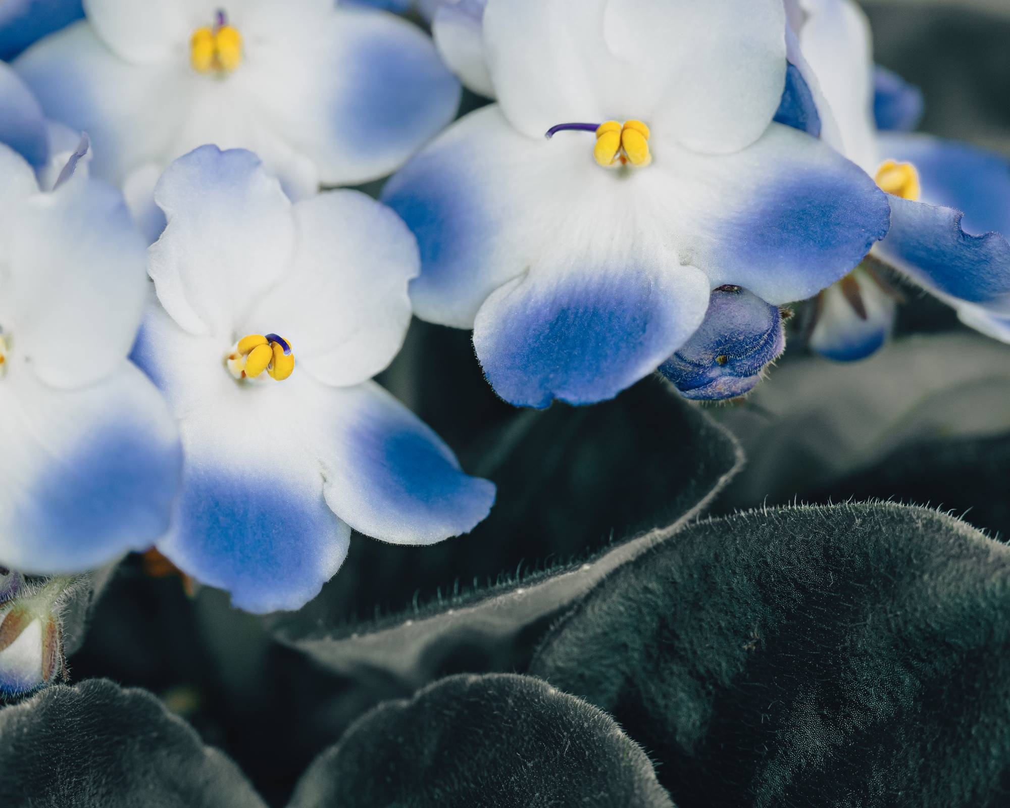 Blue and white African violet