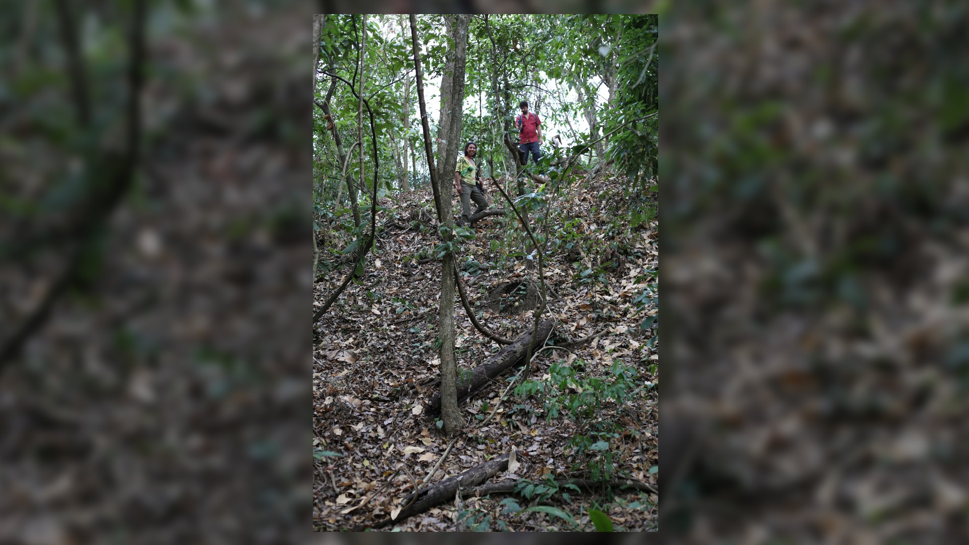 Co-author Carla Jaimes Betancourt descending from the central pyramid of the Cotoca site.