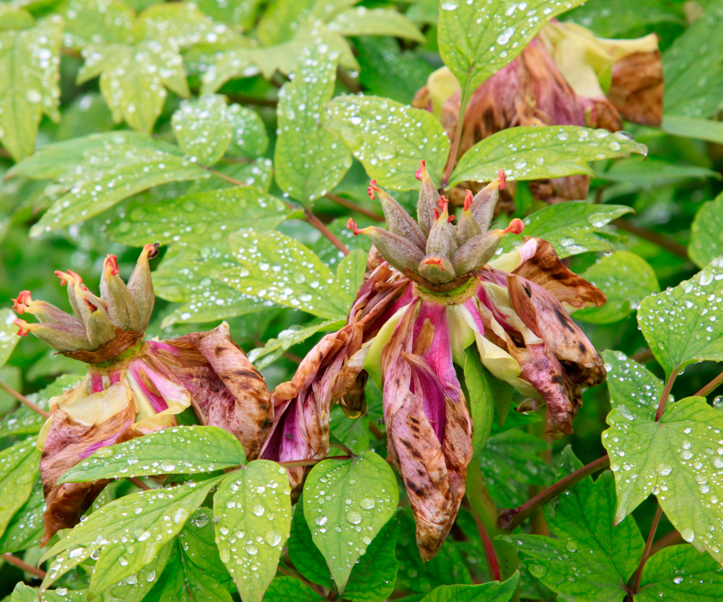 peony plant with faded flowers and seedheads that need to be deadheading
