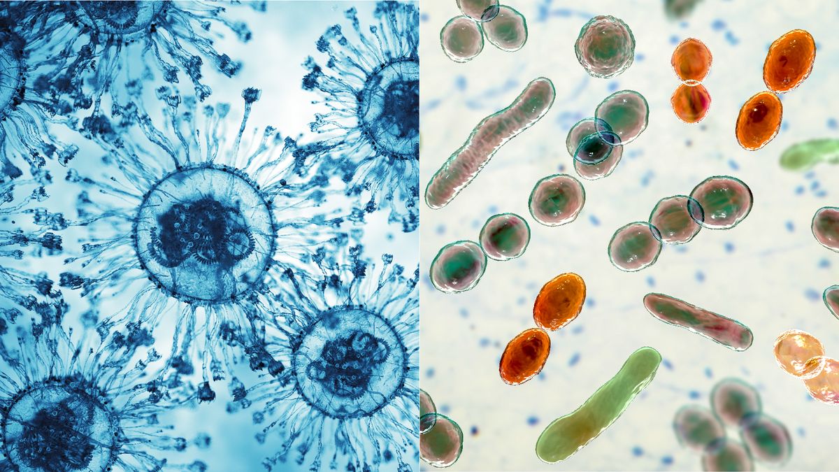 A split image showing illustrations of viruses on the left and bacteria on the right