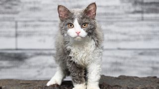 Selkirk Rex