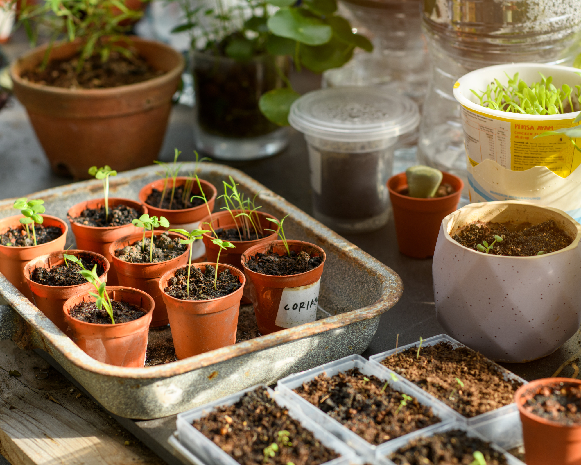 Seedlings in plant pots