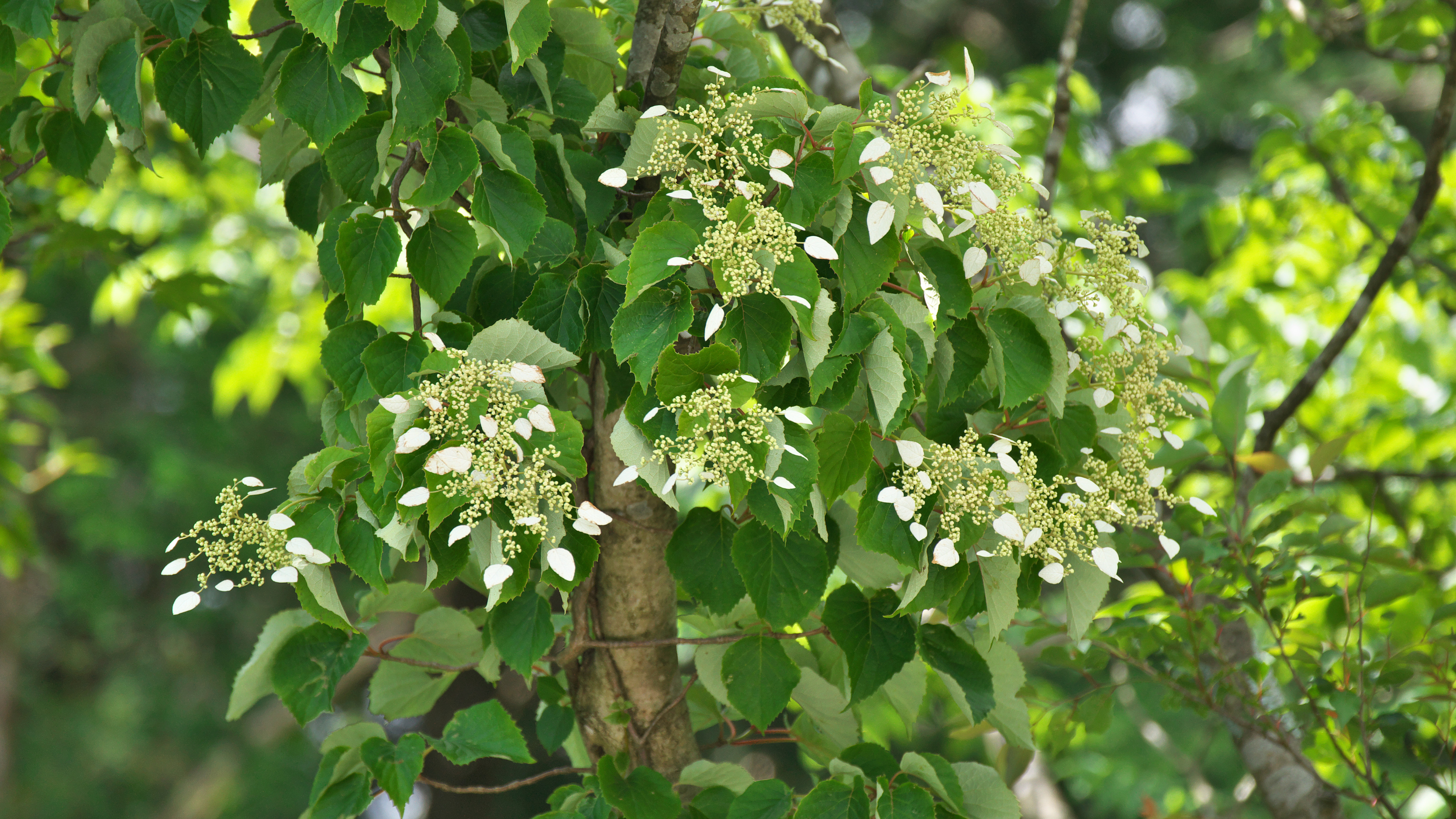 Flowering climbing hydrangea growing in garden