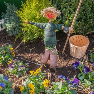 Scarecrow in garden with colourful plants and produce