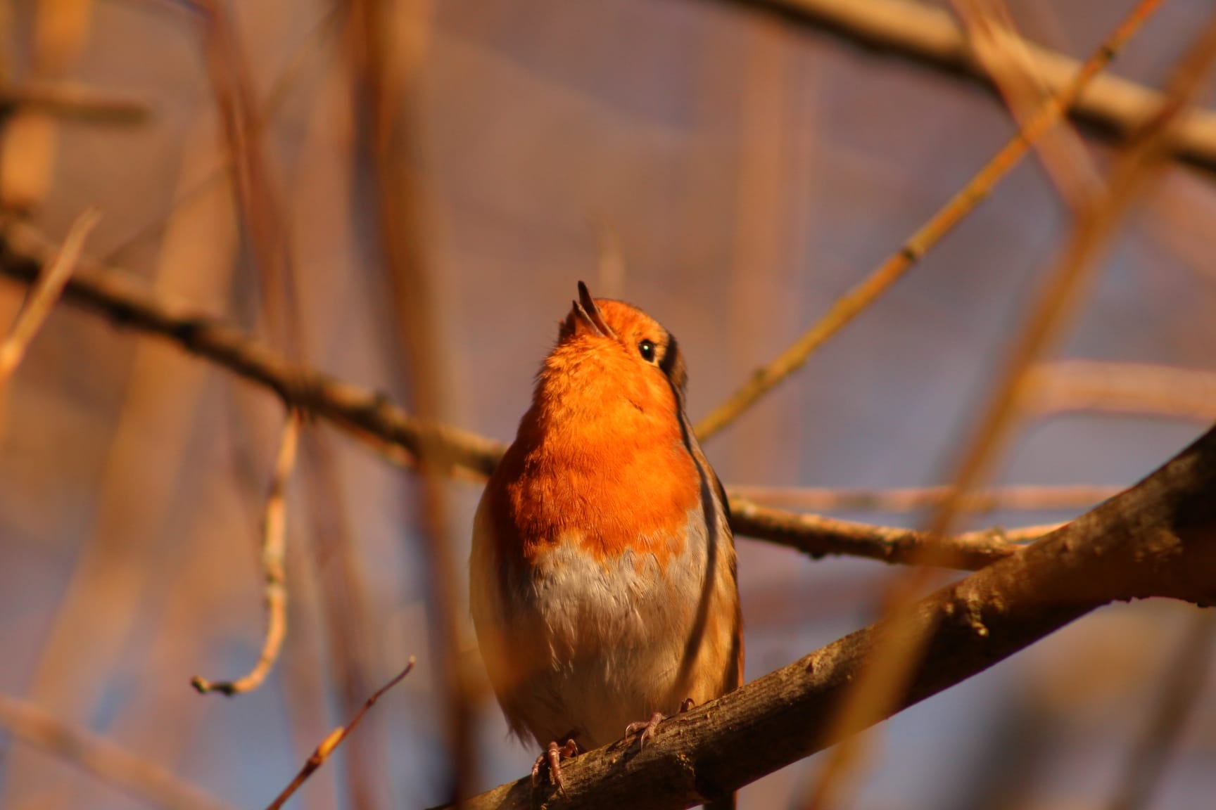 GuruShots - Nature&rsquo;s Masterpiece 2026