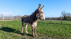 Joey-now-fit-and-healthy-at-The-Donkey-Sanctuary.-Credit-The-Donkey-Sanctuary-LR.jpg