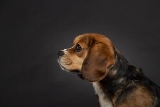 Pet Puppy Dog Photography