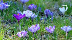 picture of crocuses blooming in grass 