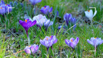 picture of crocuses blooming in grass 