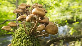 Funghi on an Oak tree branch at Rydal, Lake District