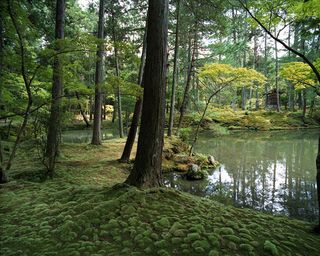 'Saiho-Ji, Kokedera, South West Kyoto, woodland