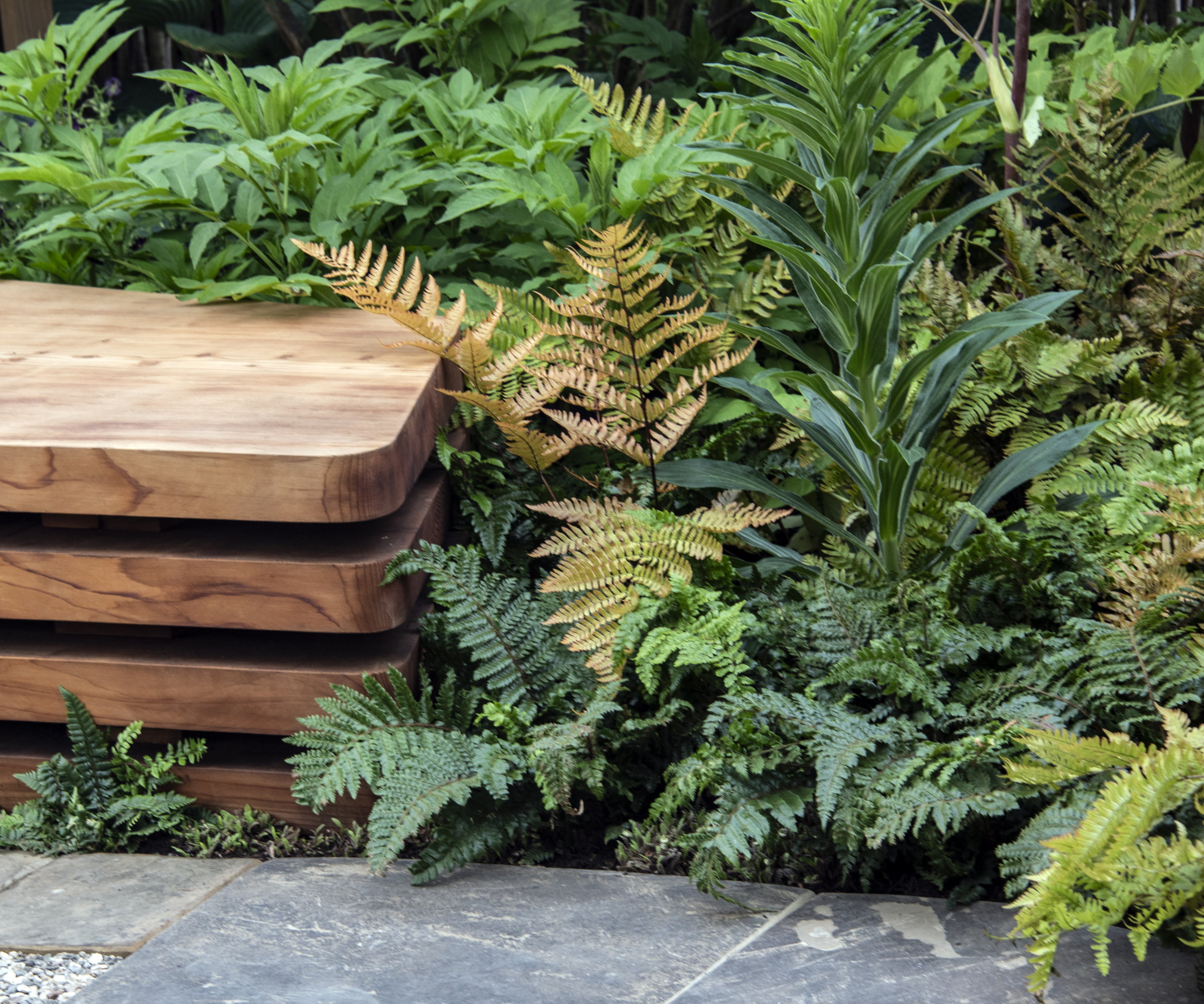 A collection of ferns and foliage plants next to a wooden bench on a Chelsea Flower Show garden
