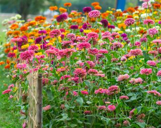 Zinnias in bloom