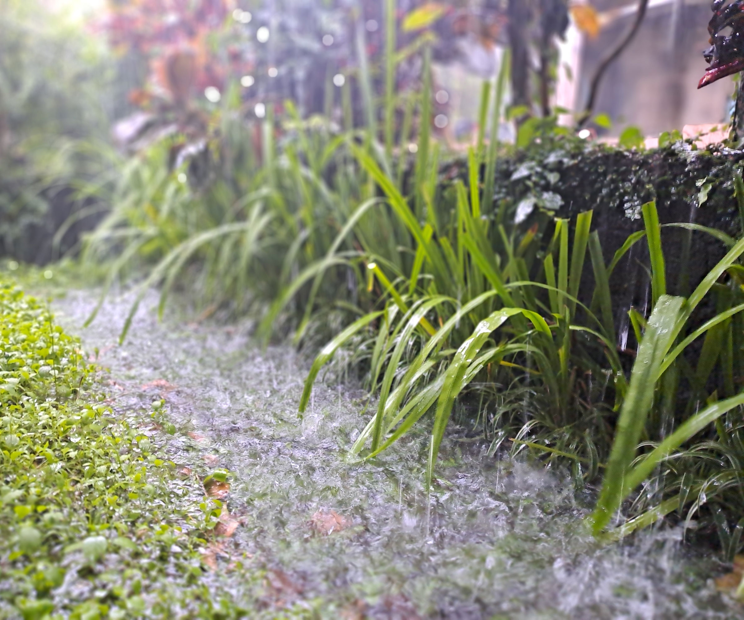 heavy rain falling in garden on grass and soil
