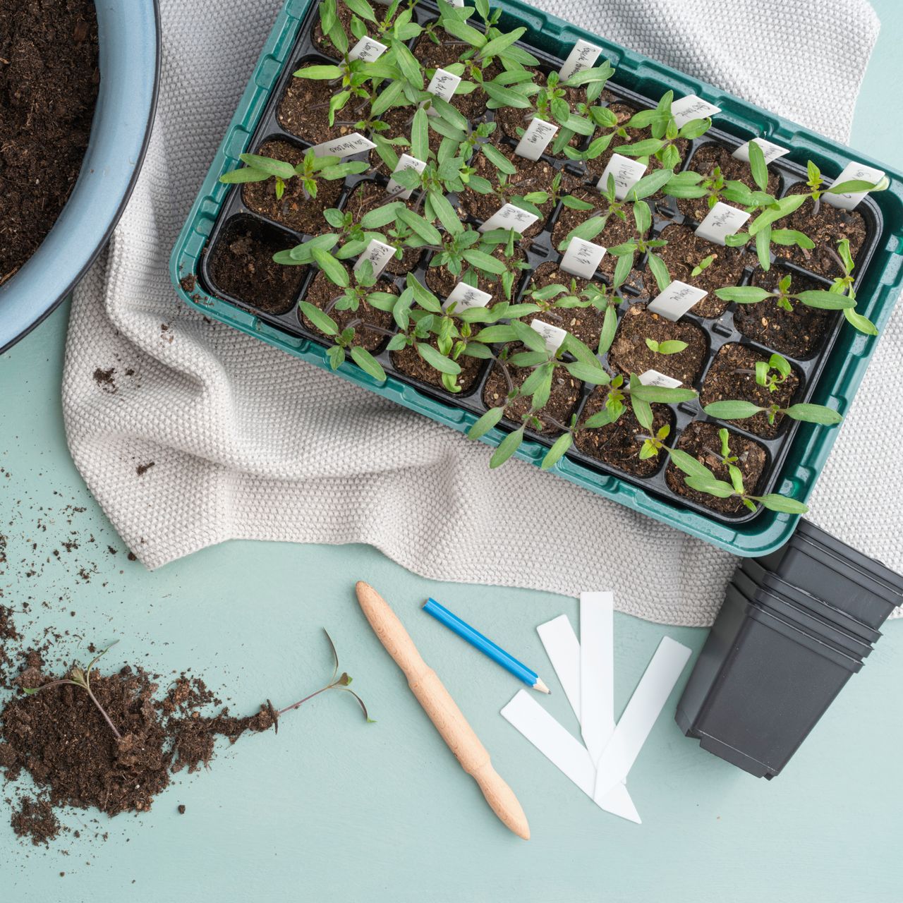 starting tomato seedlings