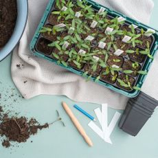 starting tomato seedlings