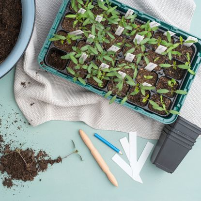 starting tomato seedlings