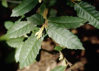 Tanbark Oak Plant