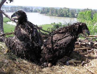 Note the leg band on the chick to the right: Traditional methods and approaches are still an important part of eagle researchers' methodologies. These siblings are near Corbin Hall, on Virginia's Eastern Shore.