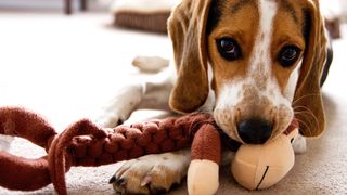 Why do dogs lick toys? Beagle with toy monkey in his mouth