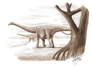 Island life can radically change an organism’s size. For instance, the dwarf dinosaur, Magyarosaurus dacus, which lived in what is now Transylvania, was about the size of a horse and weighed some 230 pounds (103 kg).