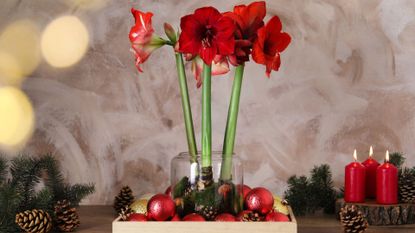 Beautiful red amaryllis flowers and Christmas decor on wooden table