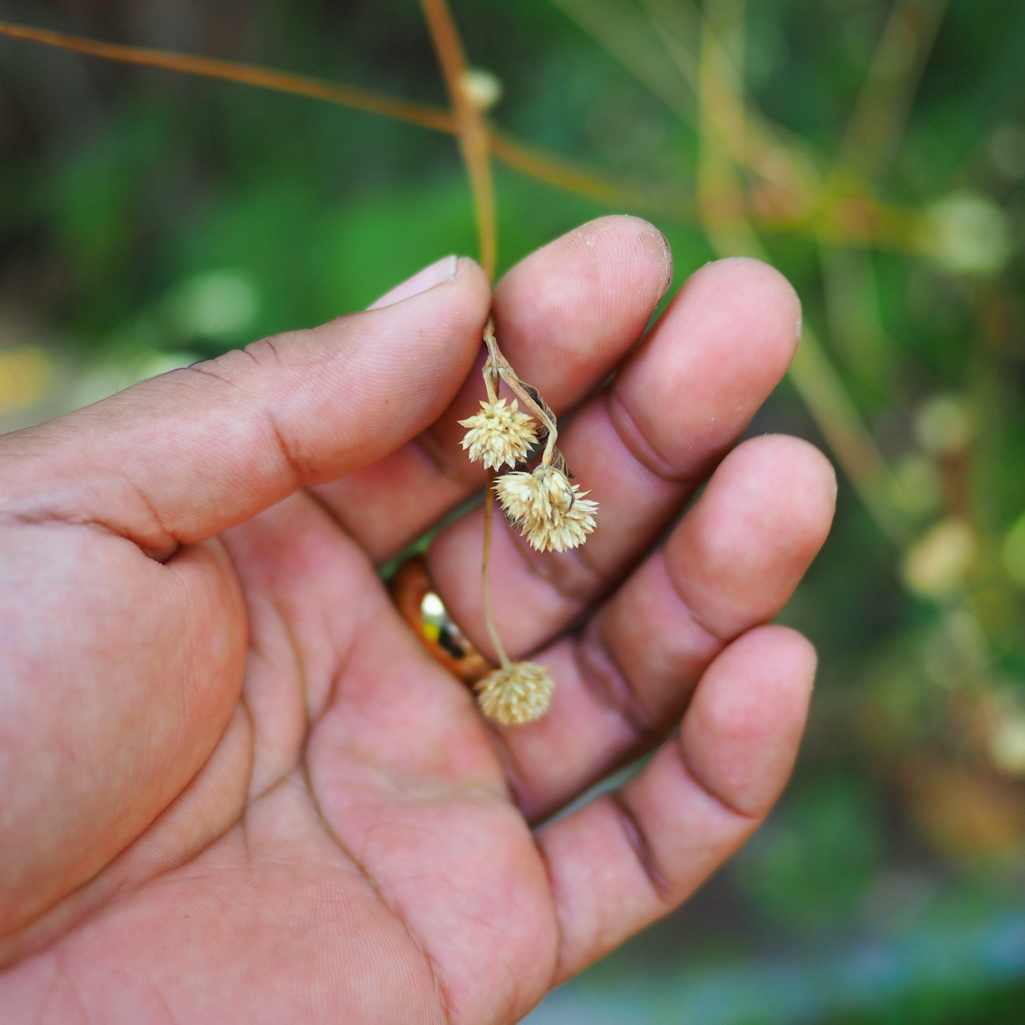 Person harvesting seeds from plant