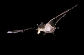 brazillian bat in flight