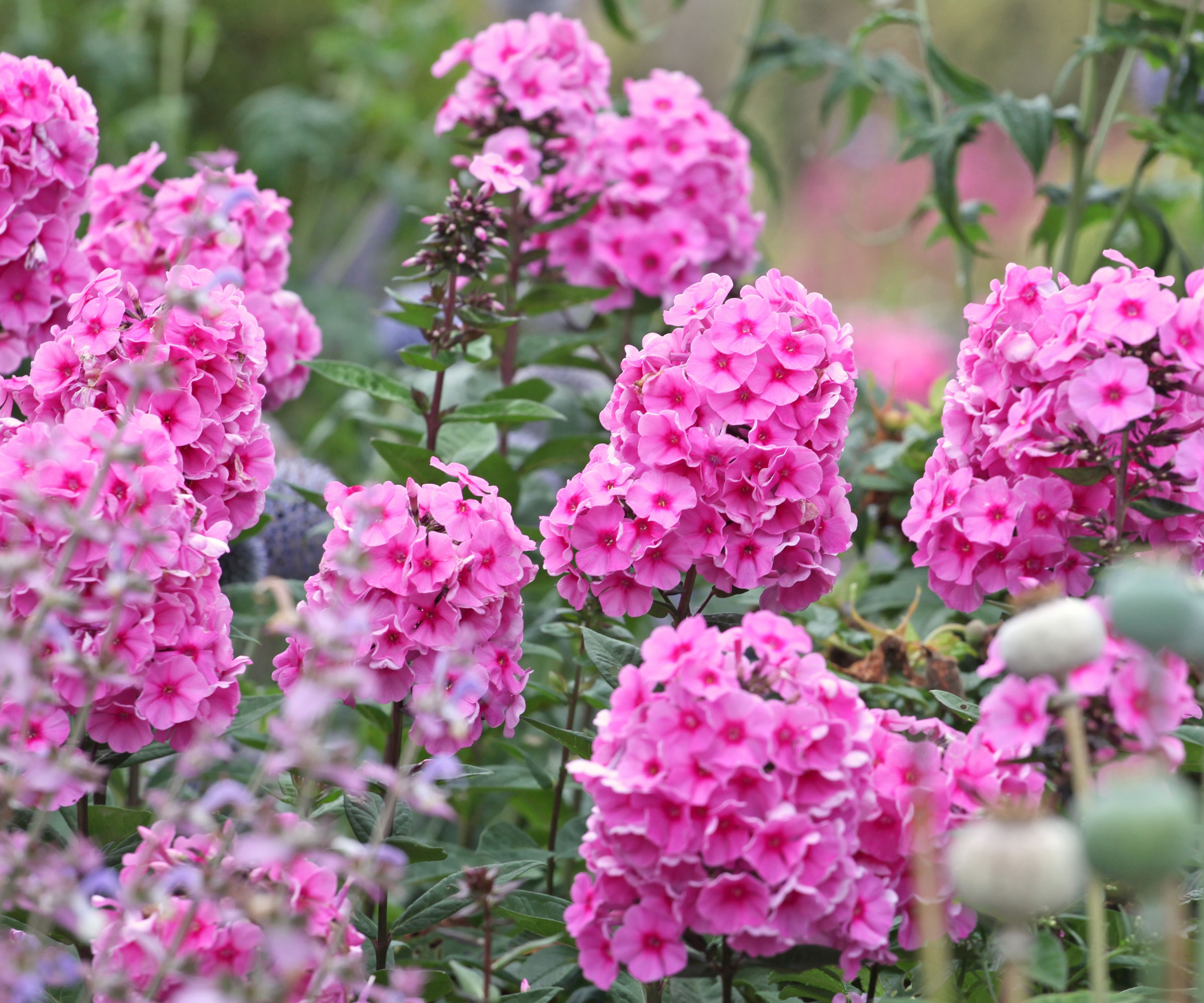 pink garden phlox flowering in garden display