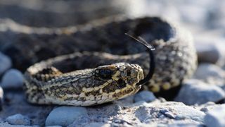 what to do if you see a snake: Rattlesnake