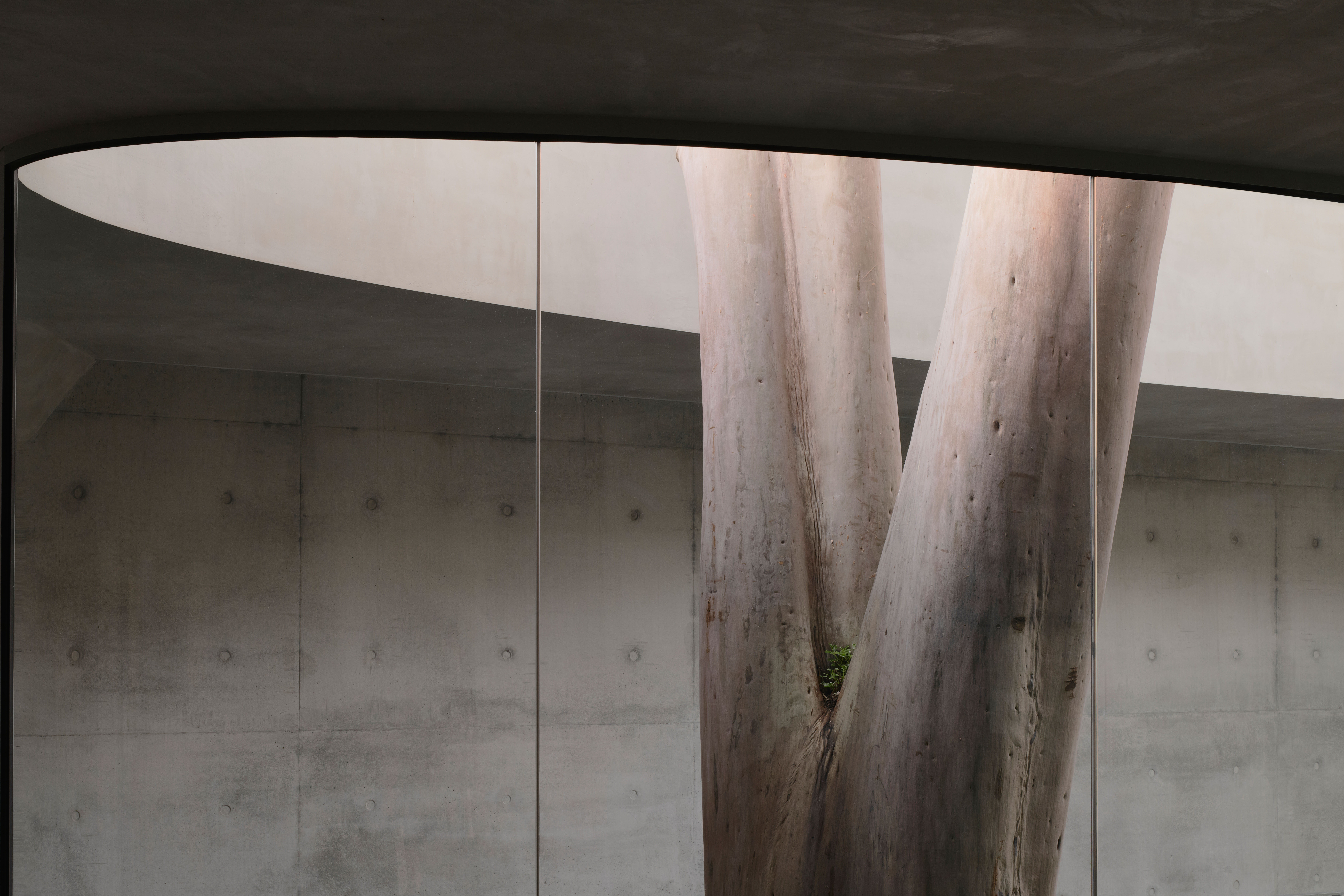 Gallery for a gum tree