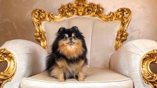 30 most store expensive dog breeds