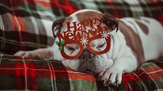 Bulldog wearing Happy New Year glasses