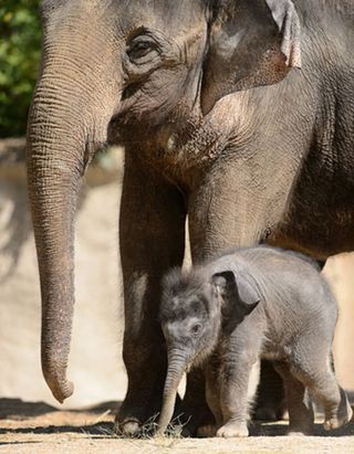 priya, elephant calf, baby animals 2013