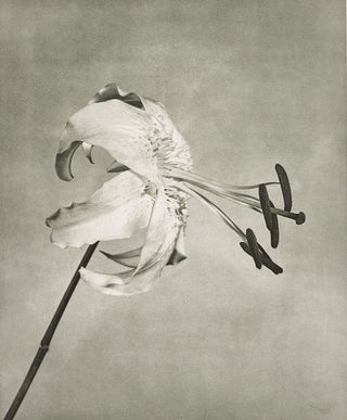 Black and white photo of lily with exposed pistils