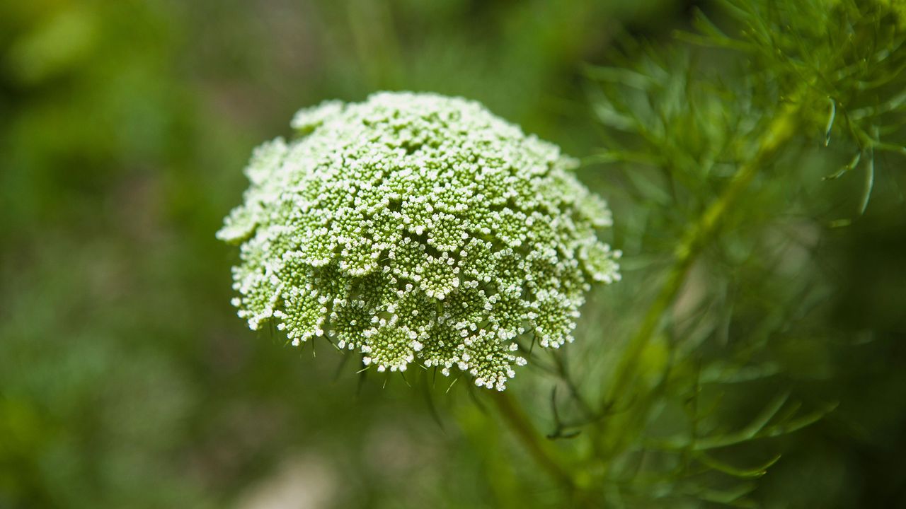 large flowers of the invasive giant hogweed plant