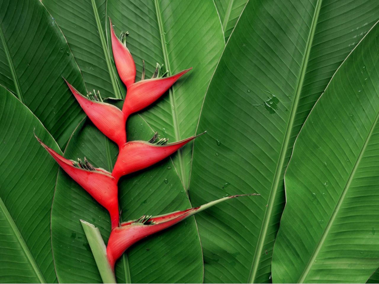 Heliconia Leaf Disease